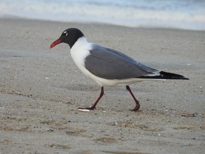 Laughing Gull — Crisp beach profile