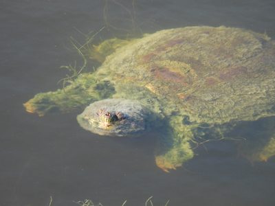 Common Snapping Turtle — Surfacing, carapace heavily covered in algae