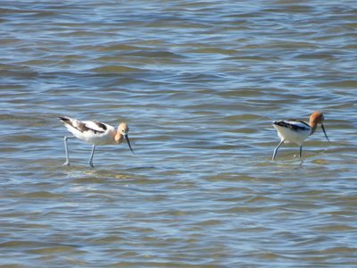 American Avocet — Pair foraging in breeding plumage