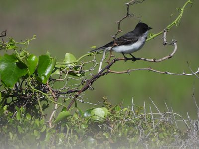 Eastern Kingbird — Perched on a bare vine tangle