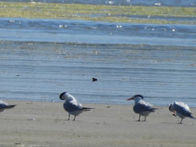 Royal Tern — Orange bill and black crest among resting gulls