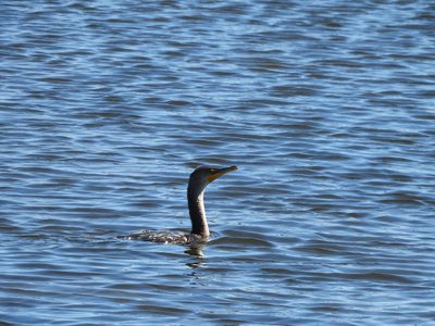 Double-crested Cormorant — Swimming, orange throat pouch visible