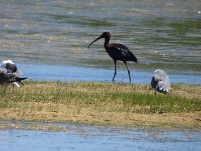 Glossy Ibis — Walking a grassy shoreline