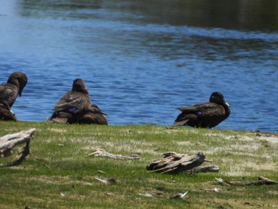 American Black Duck — Group resting and preening on a grassy bank