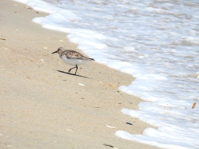 Sanderling — Running along the surf line