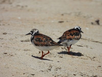 Ruddy Turnstone — Pair with good feather detail