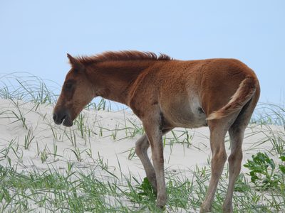 Feral Horse — Foal, clean profile (Corolla wild horses)