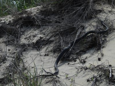Black Racer — Snake in grass