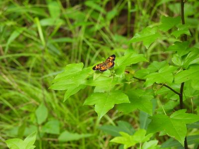 Pearl Crescent — Wings open on a maple leaf