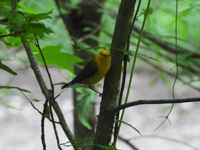 Prothonotary Warbler — Bright male on a clean perch