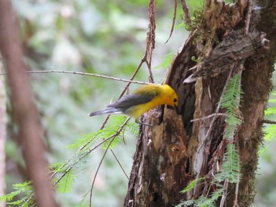 Prothonotary Warbler — Foraging at a tree cavity