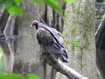 Turkey Vulture — Perched portrait