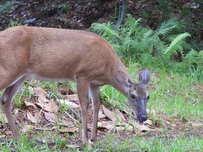 White-tailed Deer — Young deer grazing