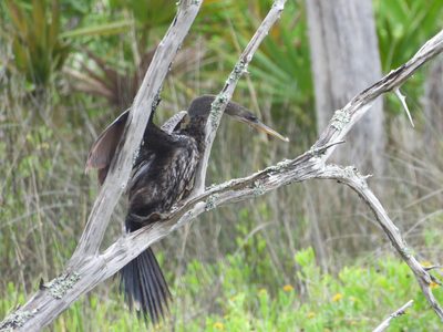 Anhinga — Perched with wing detail