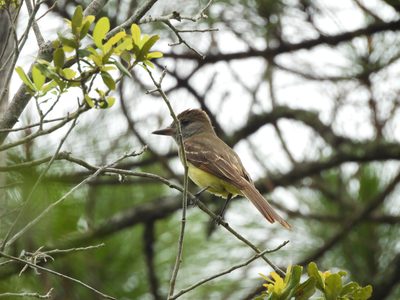 Great Crested Flycatcher — On a branch amid twigs