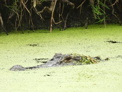 American Alligator — Eye detail through duckweed