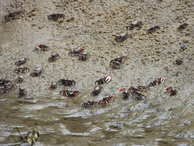 Fiddler Crabs — Group congregating on a mudflat