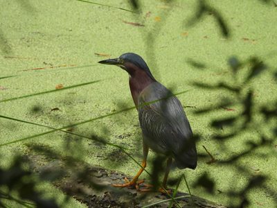 Green Heron — On a log over duckweed, chestnut neck and yellow eye