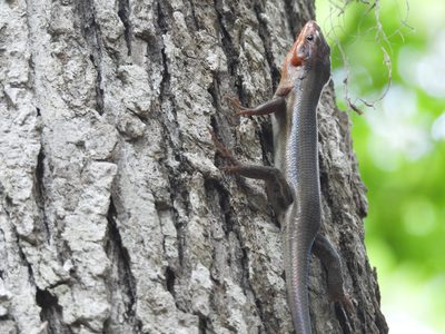 Broad-headed Skink — Colorful head, climbing bark