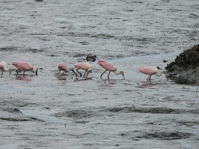 Roseate Spoonbill — Group feeding