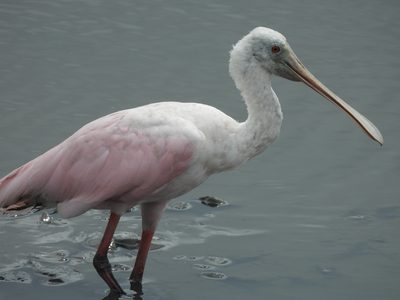 Roseate Spoonbill
