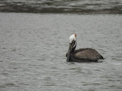 Brown Pelican — Mid-swallow with a fish