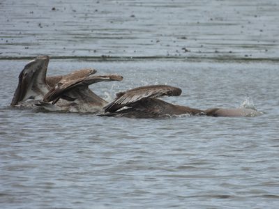 Brown Pelican — Splash-and-wings feeding action