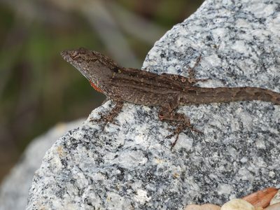 Fence Lizard — Sharp and colorful on bark