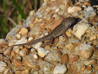 Brown Anole — On granite riprap (introduced species)