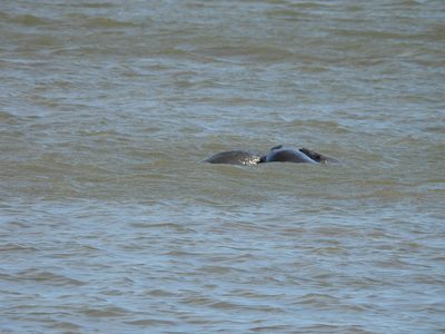 Manatee — Surfacing in murky water