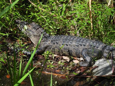 American Alligator — Head and eye detail