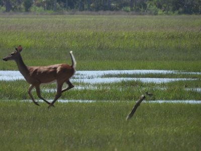 White-tailed Deer
