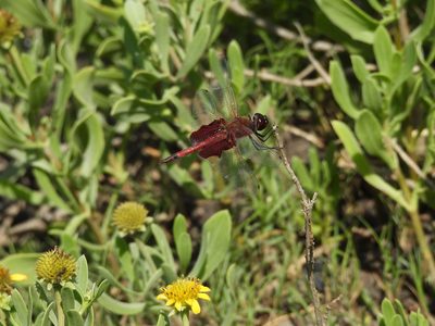 Dragonfly