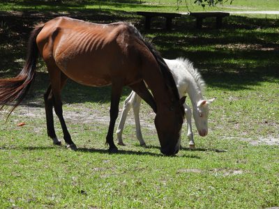 Feral Horse — Mare and foal grazing (Corolla wild horses)