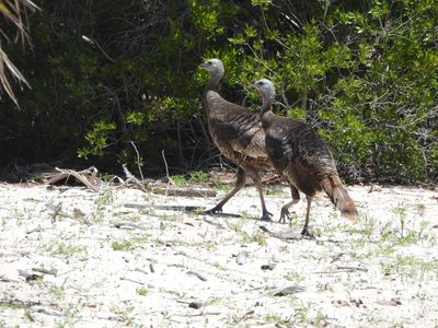 Wild Turkey — Pair walking in habitat