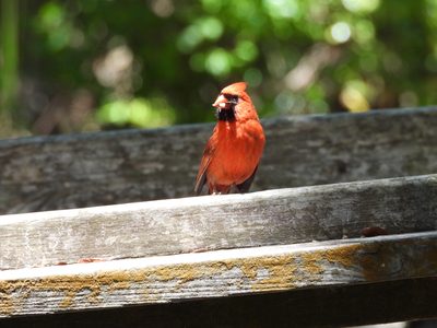Northern Cardinal — Male against blurred green