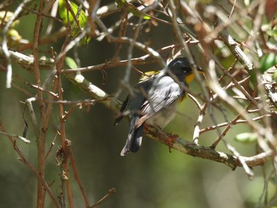 Northern Parula — In a bare thicket