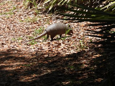 Nine-banded Armadillo — Side profile in dappled light