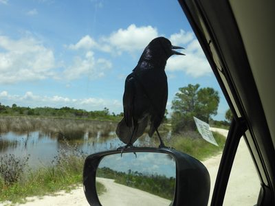 Boat-tailed Grackle — Calling from a car side mirror