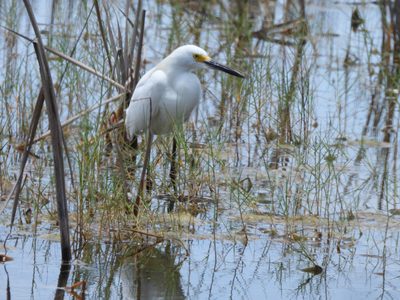 Snowy Egret — Foraging in a grassy marsh, yellow feet visible