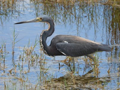 Tricolored Heron — Stalking pose over water
