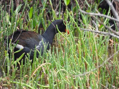 Common Gallinule — Foraging in salicornia marsh, red frontal shield visible