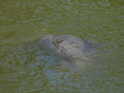 Manatee — Skin texture visible in murky water