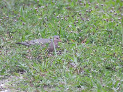 Common Ground Dove — Foraging in flowering grass