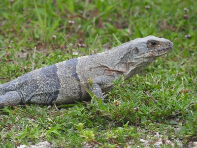 Spiny-tailed Iguana — Side profile, scale detail
