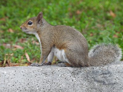 Eastern Gray Squirrel — Profile with clean background