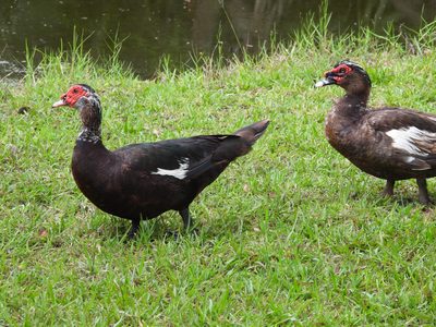 Muscovy Duck — Pair in grass