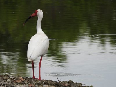 American White Ibis — Adult on a rocky bank, red bill and legs