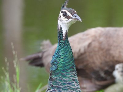 Indian Peafowl — Peahen close-up, iridescent feather detail