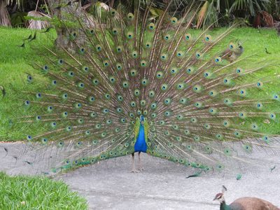 Indian Peafowl — Peacock in full tail-fan display